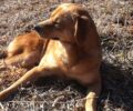 Ζητάει βοήθεια για τις φυσικοθεραπείες του Πάρη, του παράλυτου σκύλου που βρήκε στη Θεσσαλονίκη (βίντεο)